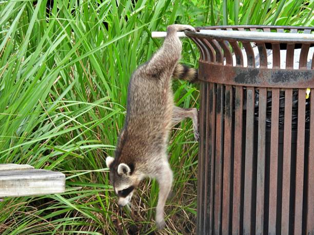istock Raccoon (Procyon lotor) jumping out of the garbage bin, facing down 1276688433