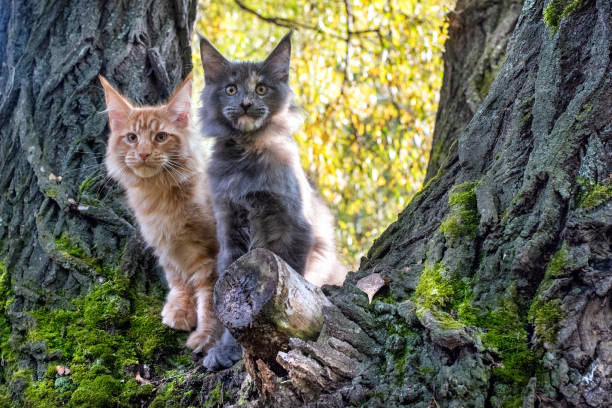 istock Big red and blue maine coon kittens sitting on a tree. 1276689274