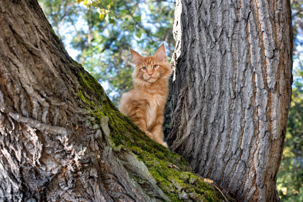 istock A big red maine coon kitten sitting on a tree. 1276689276