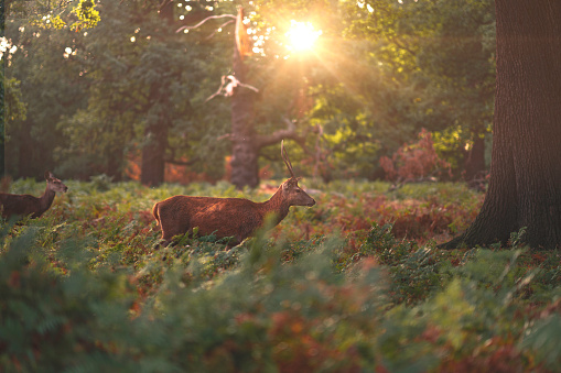 deers in the morning time