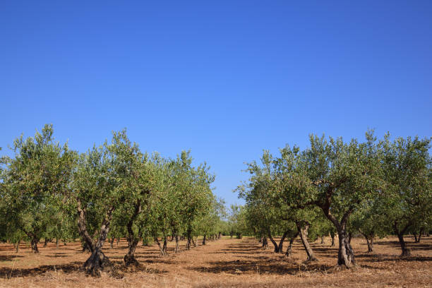 many green olive trees form an avenue in an olive field, against a blue sky in sicily - olive tree imagens e fotografias de stock