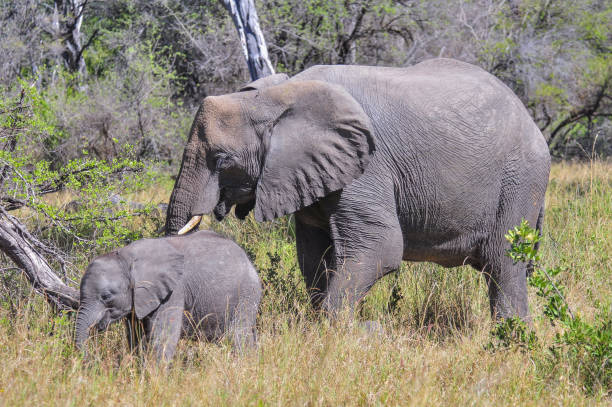 istock Mother and baby elephant 1276693196