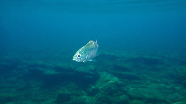 dorade en selle (oblada melanura) ou dorade de selle ou oblade sous-marine - blade photos et images de collection