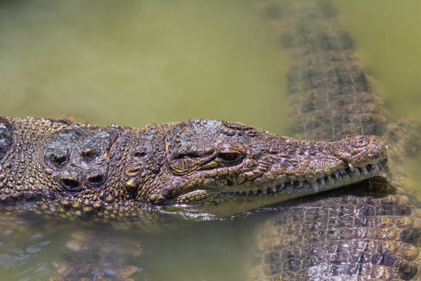 istock two heads of alligators close-up 1276693977