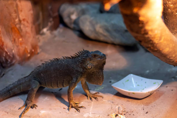 istock stone iguana in terrarium 1276694050