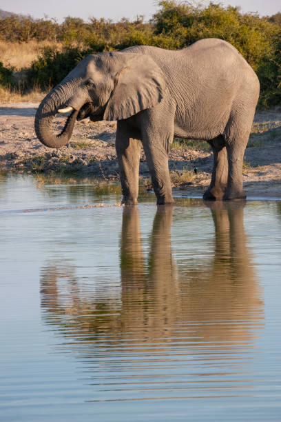 istock African Elephant (Loxodonta africana) drinking at a waterhole - Botswana 1276694913