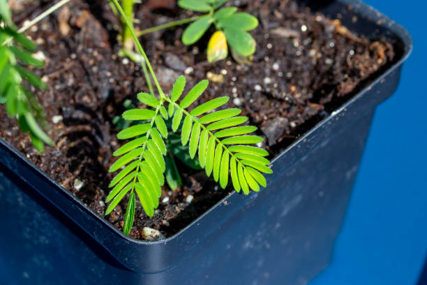 Macro view of the unique fern like leaves on a potted Sensitive plant (mimosa pudica), which rapidly close and drop when stimulated by touch. Also called  sleepy plant, touch-me-not, or humble plant.