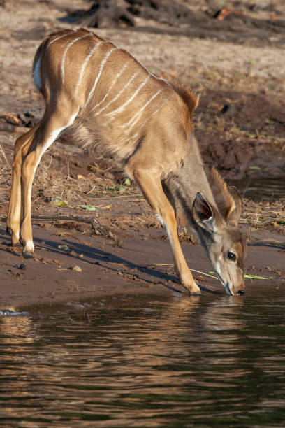 istock Young female Kudu antelope (Tragelaphus strepsiceros) drinking at the Chobe River - Botswana 1276695016