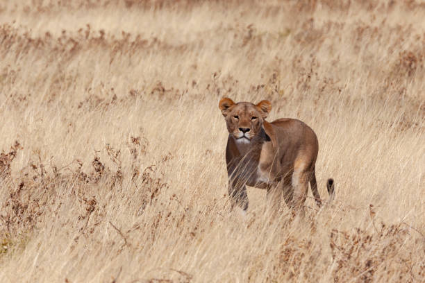 istock Lioness hunting (Panthera leo) in Etosha National Park - Namibia 1276695838