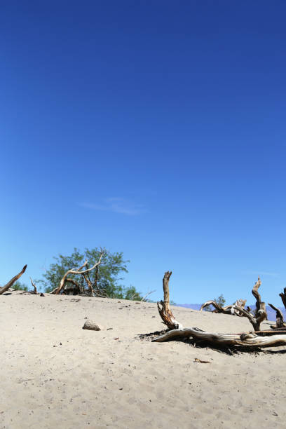 mesquite flat sand dunes - mesquite tree imagens e fotografias de stock