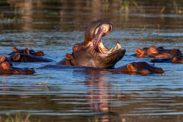 istock Pod of Hippopotamus (Hippopotamus amphibius) - Chobe River - Botswana 1276696780