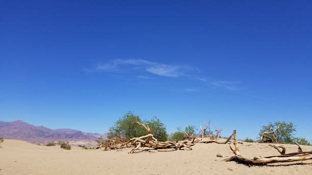vista panoramica delle dune di sabbia piatte di mesquite - mesquite tree foto e immagini stock