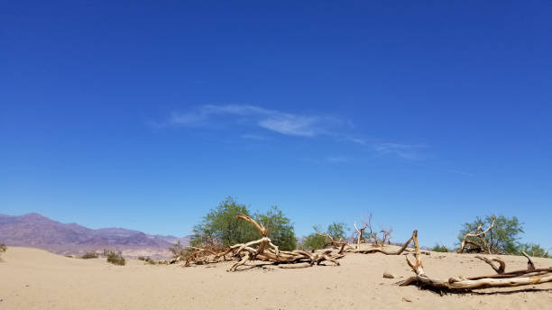 panoramic view of mesquite flat sand dunes - mesquite tree imagens e fotografias de stock