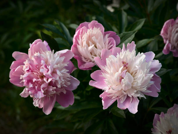 istock Three flowers of peony 1276698664