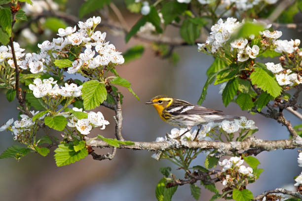 istock Blackburnian warbler and apple blossoms 1276698770
