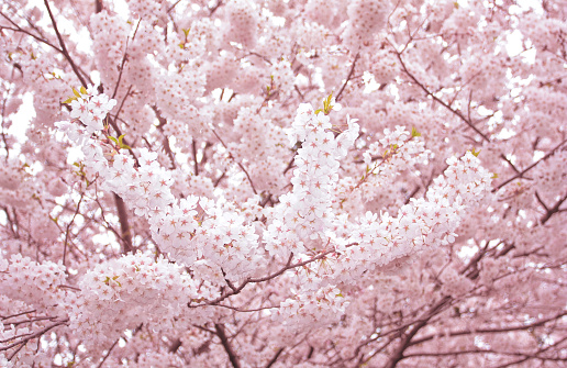 Cherry Blossoms en High Park photo