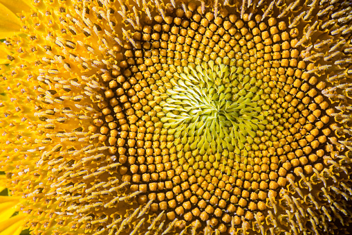 sunflower background close up macro photo