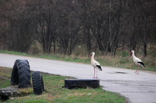 Two white storks stand on the rural road in Bulgaria