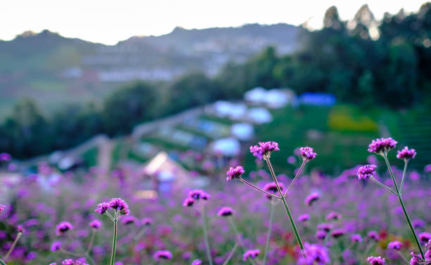 istock pink verbena flowers 1276703050
