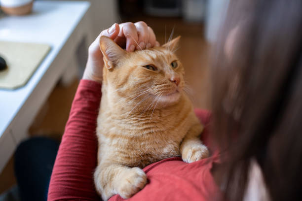 istock Woman with cat at home 1276703887
