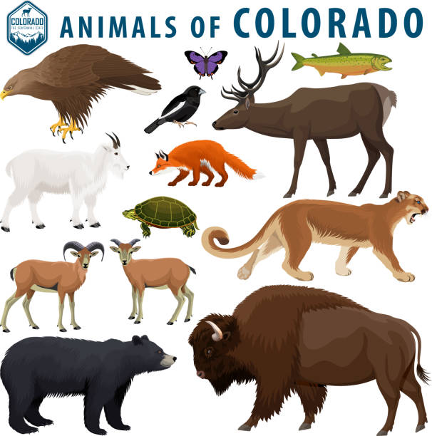 illustrazioni stock, clip art, cartoni animati e icone di tendenza di set vettoriale - animali del colorado: bisonte, orso nero, capra di montagna, puma, pecora bighorn, tartaruga, volpe rossa, aquila reale, alce, allodola bunting, colorado hairstreak, trota taglia-tagliatrice greenback. - animal mammal outdoors red fox