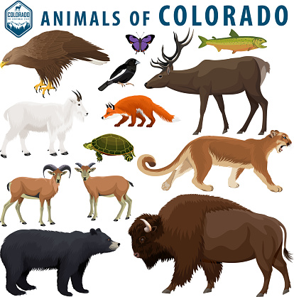 vector set - animals of Colorado: Bison, black bear, mountain goat, puma,  bighorn sheep,  turtle, red fox, golden eagle, elk, lark bunting, colorado hairstreak,  greenback cutthroat trout.