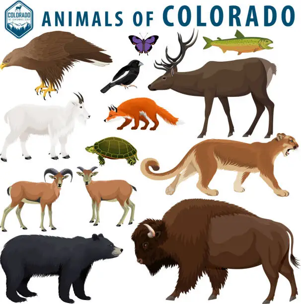 Vector illustration of vector set - animals of Colorado: Bison, black bear, mountain goat, puma,  bighorn sheep,  turtle, red fox, golden eagle, elk, lark bunting, colorado hairstreak,  greenback cutthroat trout.