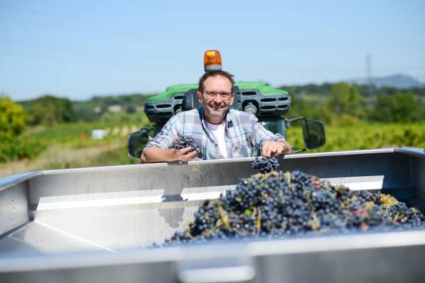 ワインの収穫中に彼のブドウ園で熟したブドウの束を示すハンサムなシニア男性農家 - senior adult caucasian farmer grape harvesting ストックフォトと画像