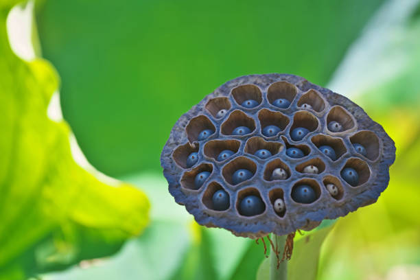 istock Fruit of the lotus 1276708164