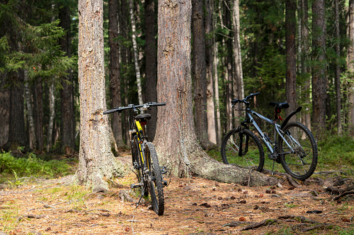 Cycling. Tourist walk. Two bicycles are parked by a tree in the forest.