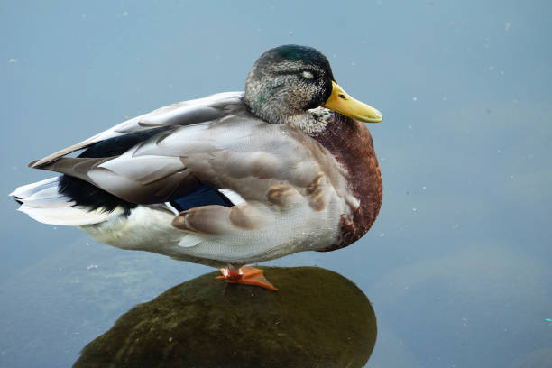 istock Mallard duck on the pond 1276709568