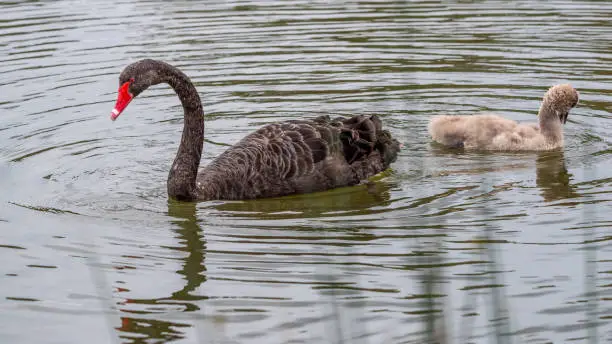 Photo of Swan & Cygnet at Newport lake, the area was created from a former Bluestone Quarry and is a Sanctuary for Waterbirds & Wildlife.