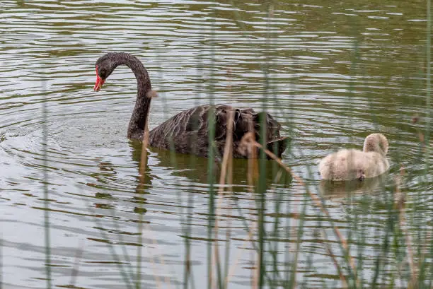 Photo of Swan & Cygnet at Newport lake, the area was created from a former Bluestone Quarry and is a Sanctuary for Waterbirds & Wildlife.