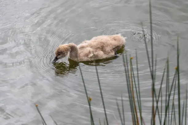 Photo of Swan & Cygnet at Newport lake, the area was created from a former Bluestone Quarry and is a Sanctuary for Waterbirds & Wildlife.