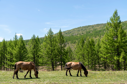 The horses graze on a lawn with a background of mountains and blue skies