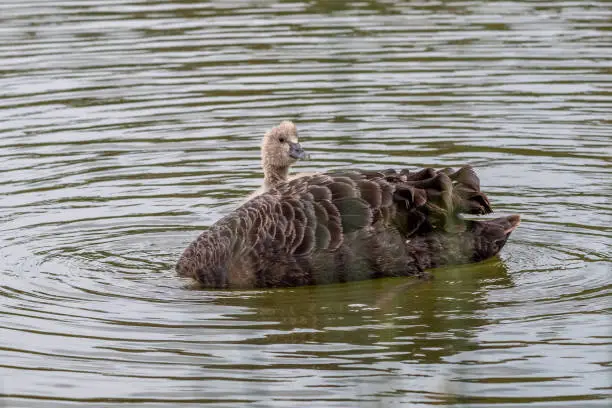 Photo of Swan & Cygnet at Newport lake, the area was created from a former Bluestone Quarry and is a Sanctuary for Waterbirds & Wildlife.