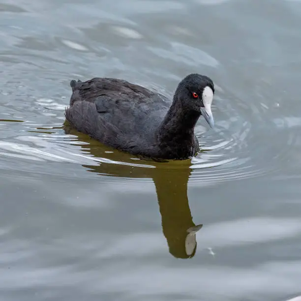 Photo of Eurasian Coot (Fulica atra) at Newport lake, the area was created from a former Bluestone Quarry and is a Sanctuary for Waterbirds & Wildlife.