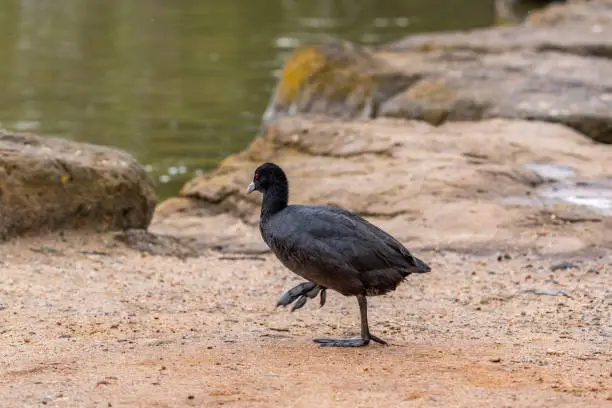 Photo of Eurasian Coot (Fulica atra) at Newport lake, the area was created from a former Bluestone Quarry and is a Sanctuary for Waterbirds & Wildlife.