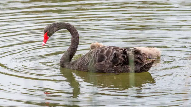 Photo of Swan & Cygnet at Newport lake, the area was created from a former Bluestone Quarry and is a Sanctuary for Waterbirds & Wildlife.