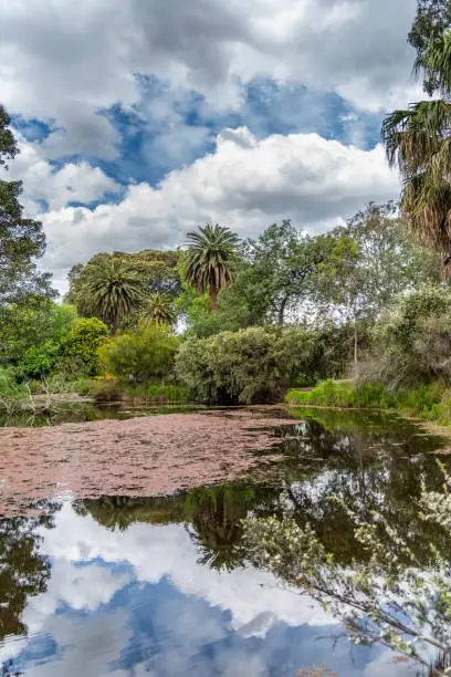 Melbourne, Victoria / Australia - 11/06/2019 Diversity of nature at the Melbourne Botanical Gardens