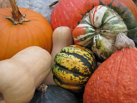 Closeup of a bunch of autumn pumpkins, gourds, & squash for Fall, Halloween, & Thanksgiving backgrounds...