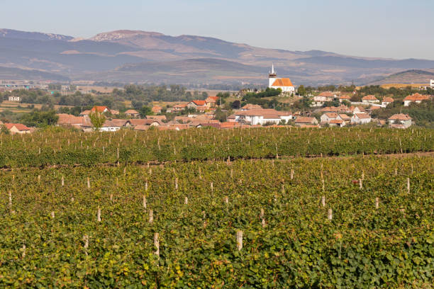 istock Vineyard in Romania 1276714717