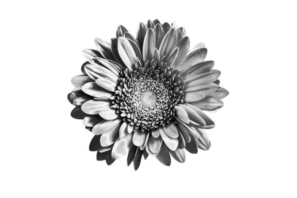 x-ray image of a flower  isolated on white , the gebera 3d illustration