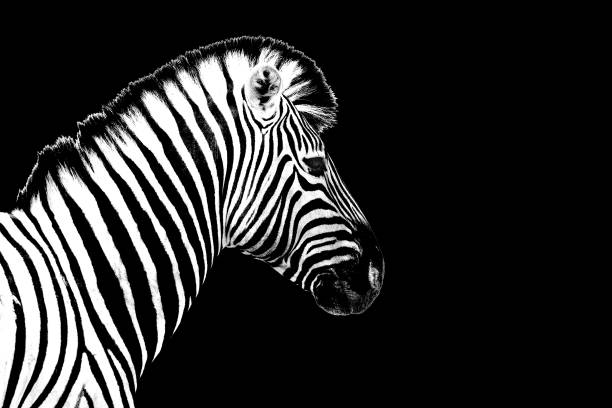 istock One zebra black background isolated closeup side view, single zebra head profile portrait, black and white art photography, striped animal pattern, african wild nature monochrome wallpaper, copy space 1276716346
