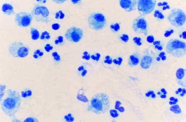 blue white blood cell in body fluid sample medical background. - blood red blood cell blood cell blood sample imagens e fotografias de stock