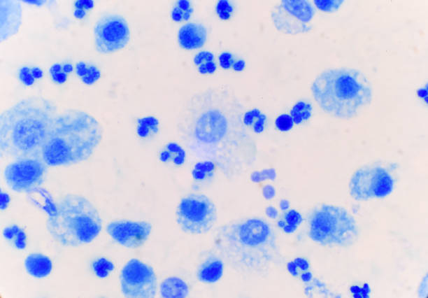 blue white blood cell in body fluid sample medical background. - blood red blood cell blood cell blood sample imagens e fotografias de stock