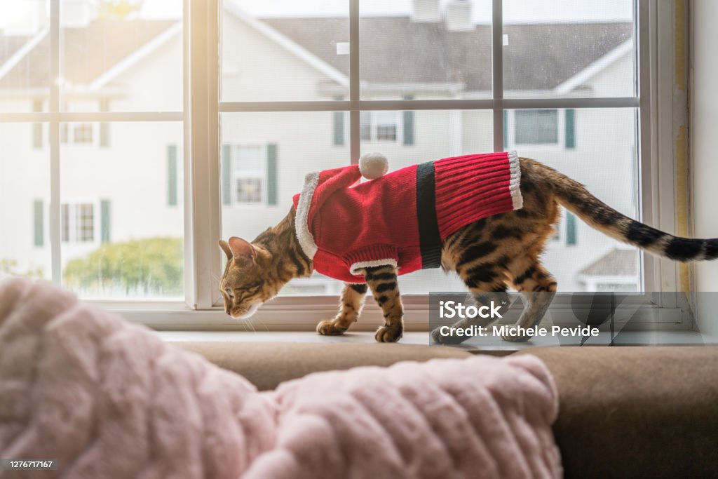 Bengal cat wearing Christmas clothes Animal Stock Photo