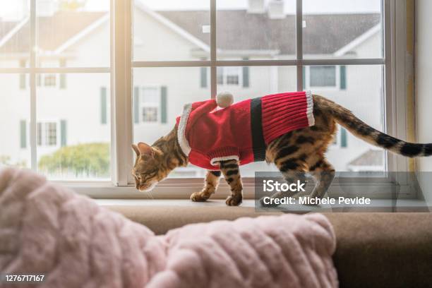 Bengal Cat Wearing Christmas Clothes Stock Photo - Download Image Now - Animal, Animal Stage, Bengal Cat - Purebred Cat