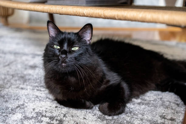istock Senior black cat at home 1276717829