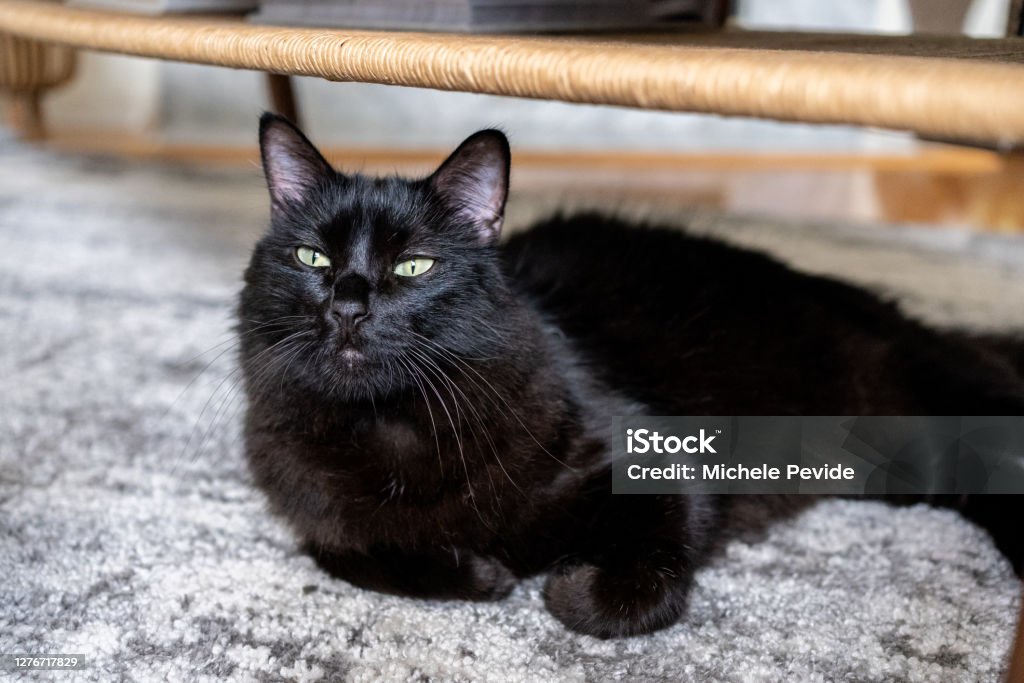 Senior black cat at home Animal Stock Photo